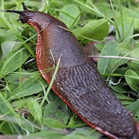 Nematoden tegen slakken