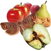 Nematoden tegen de fruitmot (carpocapse) in appels, peren en noten