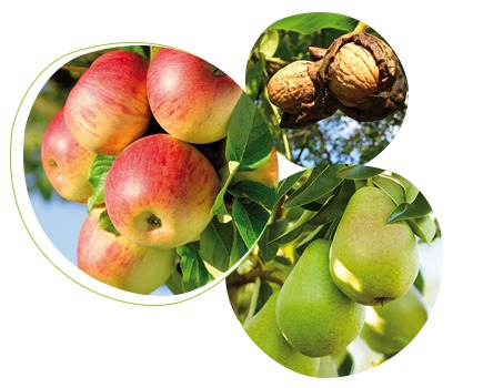 Nematoden tegen de fruitmot (carpocapse) in appels, peren en noten