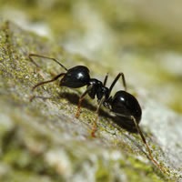 Nématodes contre les fourmis