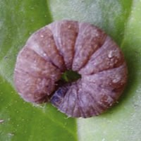 Nematoden tegen grijze wormen