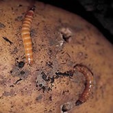 Feromoon tegen de kniptor in aardappelen (koperworm)