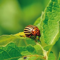 Nématodes contre le doryphore