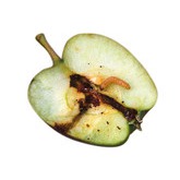 Feromoon tegen de worm in appels, peren en noten