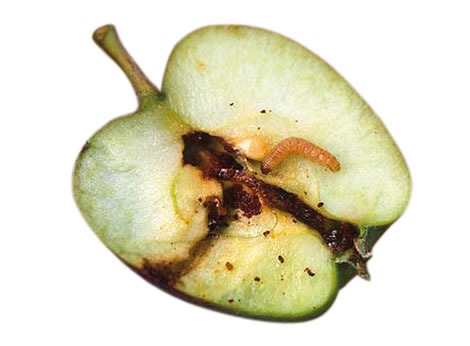 Worm in appels, peren en noten
