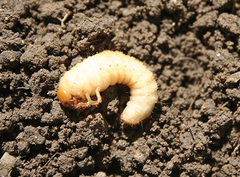 Witte worm