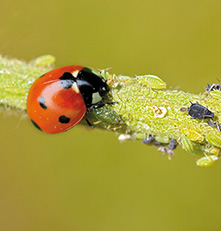 Lutte biologique