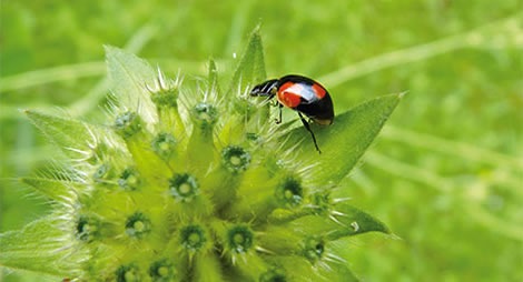 Insectes auxiliaires