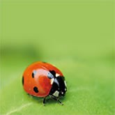 Coccinelles