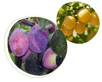 Phéromone contre le ver de la prune et de la mirabelle