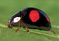 coccinelle Adalia bipunctata