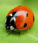 coccinelle Coccinella septempunctata